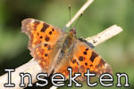 Bilder von Insekten und Schmetterlingen