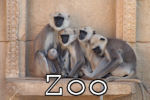 Tiere im Zoo